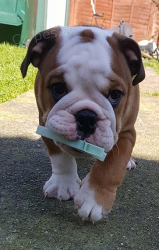 Rozko�n� �t��ata anglick�ho buldoka