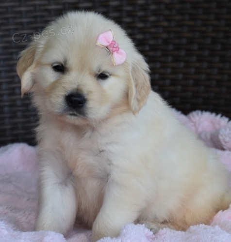 N�dhern� �t��ata zlat�ho retr�vra na prodej