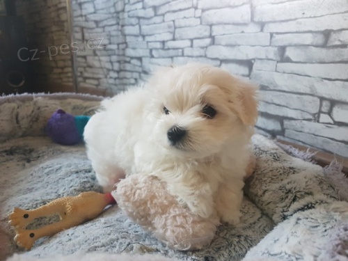 Maltsk� �t��ata s rodokmenem