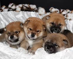 �t��ata shiba inu