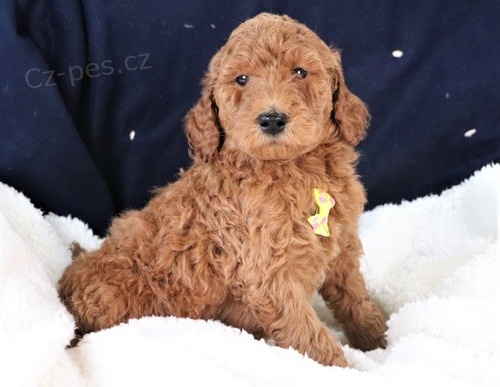 Zdrav� pudl� �t��ata k dispozici