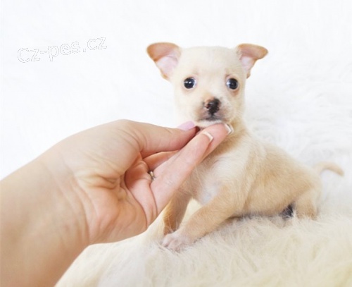 �t��ata �ivava