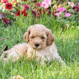 tpkova Mini Goldendoodle