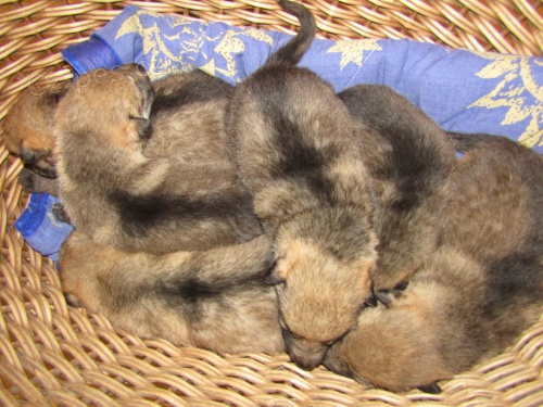 �eskoslovensk� vl��k - �t���tka