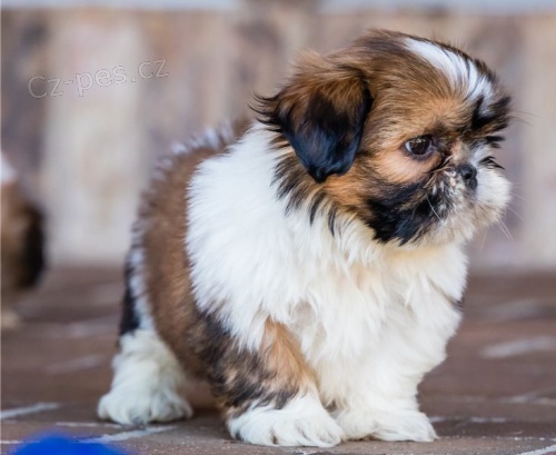 �t��ata shih tzu