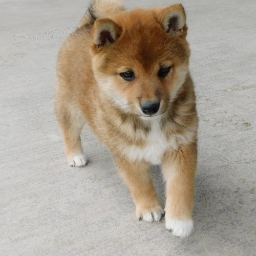 N�dhern� �t��ata ps� a fen Shiba Inu na prodej.
