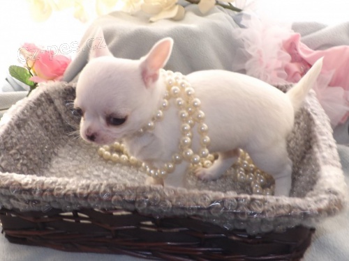 Sn�hob�l� �t��ata �ivavy k prodeji