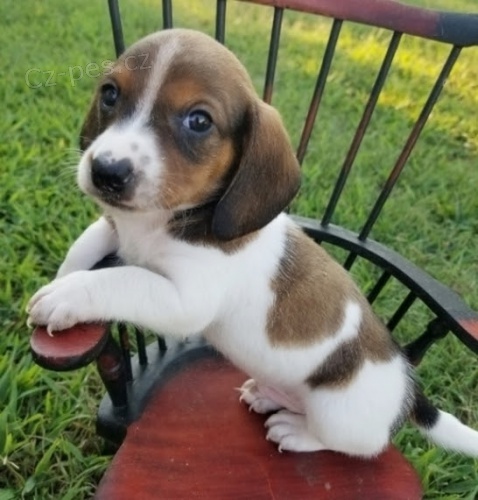 Prodej �t��at o�kovan�ch jezev��ka