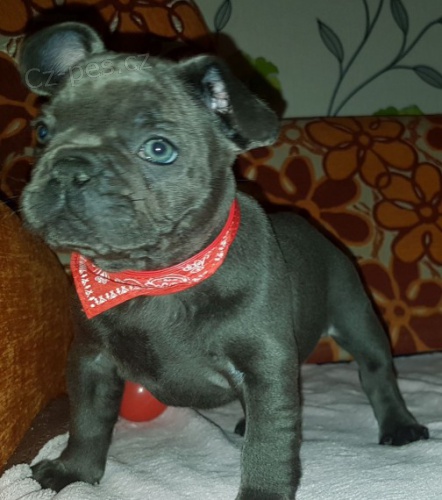 Modr�, �ern�, b�ov� �t�n� francouzsk�ho buldo�ka k adopci