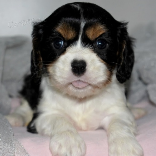 King Charles �pan�l �t��ata s PP na prodej.