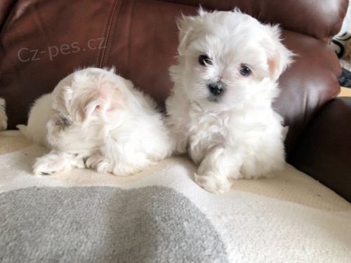 And�lsk� maltsk� �t��ata