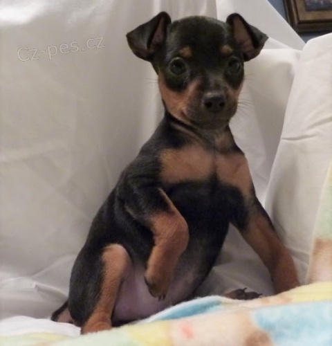 miniaturn� �t��ata pin�� s PP na prodej