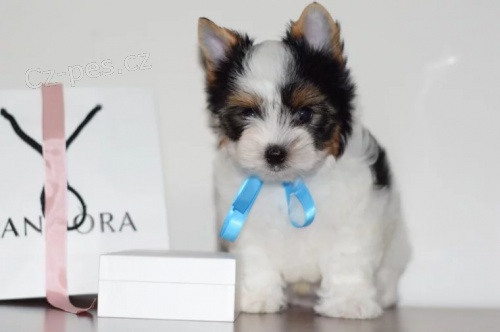 Biewer Jork��r�t� teri��i s PP