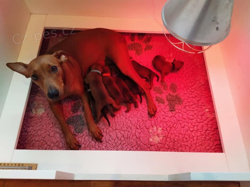 N�meck� pin� s PP FCI