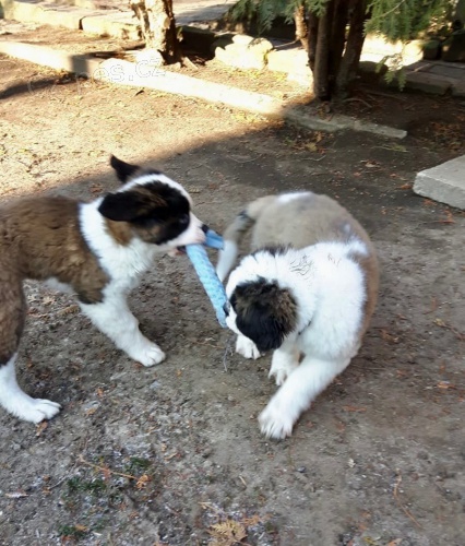 �t��ata svat�ho bernarda dostupn�