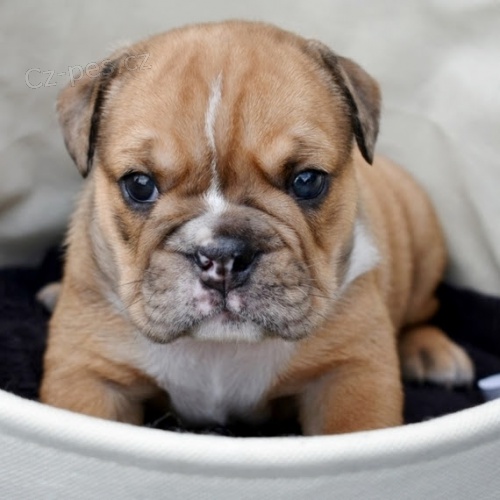 Anglick� buldok! Anglick� buldok.