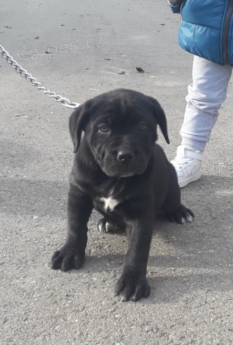 �t��ata Cane corso