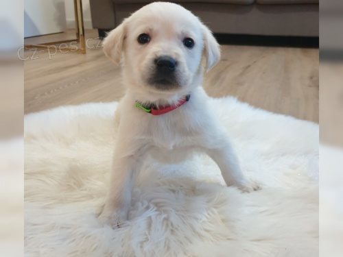 Labradorsk� retr�vr=n�dhern� sv�tl� �t���tka