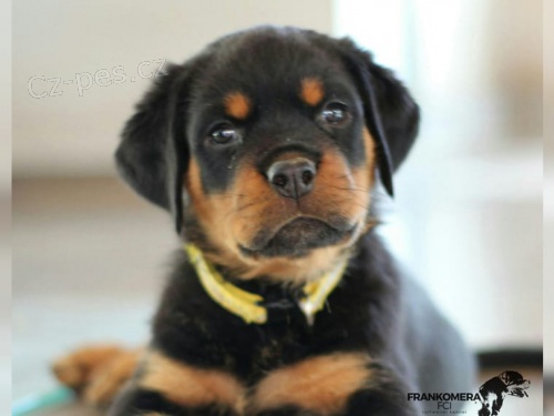 Rotvajler �t��ata FCI