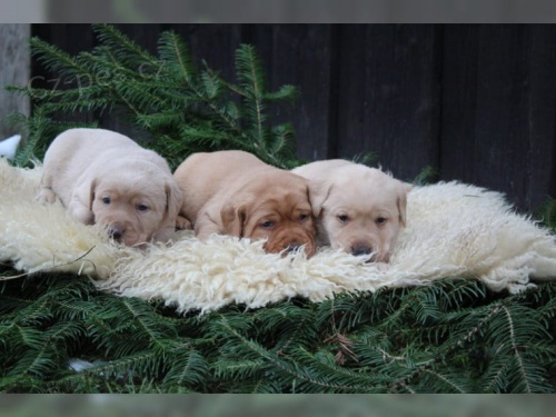 Labrador=n�dhern� �lut� a b�l� �t���tka