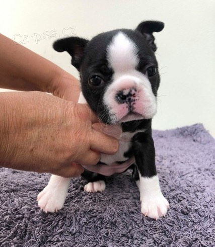 �t��ata bostonsk�ho teri�ra k dispozici na V�noce...