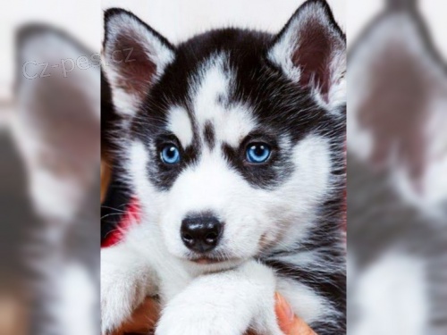 �t��ata Sibi�sk� husky