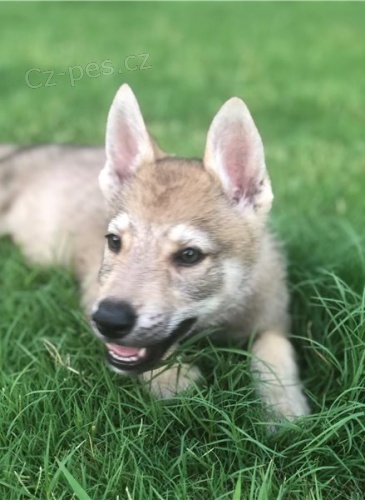 �eskoslovensk� vl��k