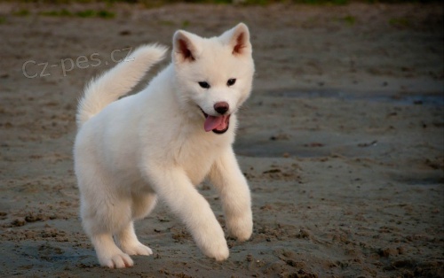 B�l� �t��ata Akita Inu