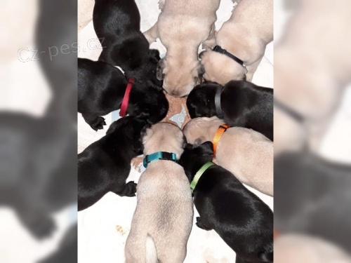  Mops �t��ata A vrh