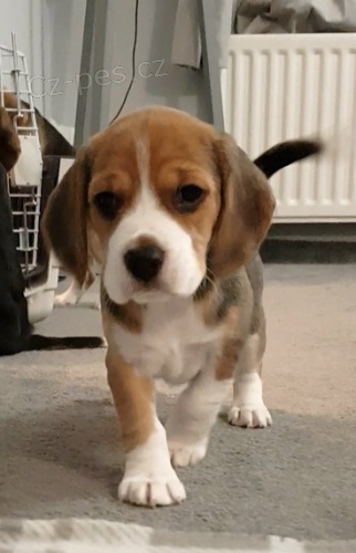 BEAGLE! BEAGLE! BEAGLE