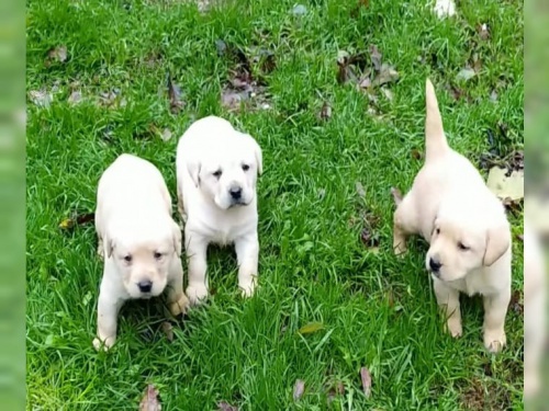 Labradorsk� retr�vr, Prod�m pejska