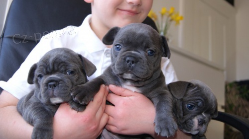 Zdrav� modr� a �ern� francouzsk� buldo�ka �t��ata k adopci