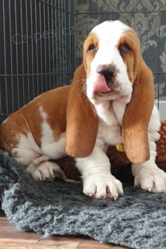 Basset Hound �t��ata