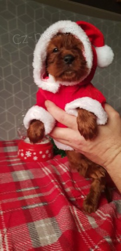 Irsk� setr �t��ata