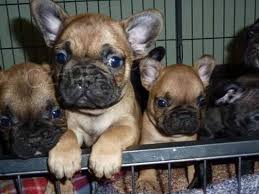 Francouzsk� buldo�ek �t��ata na prodej