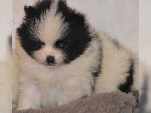 Pomeranian/�pic �t��ata