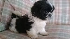 Fantastick� �t��ata shih tzu