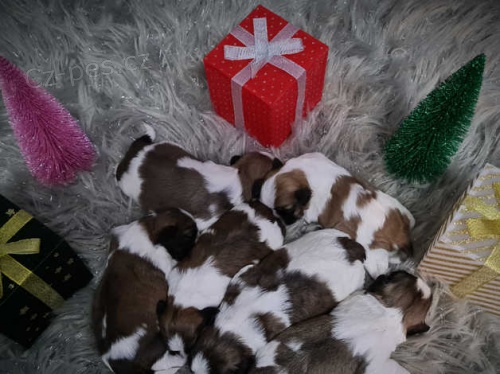 �t��ata shih tzu