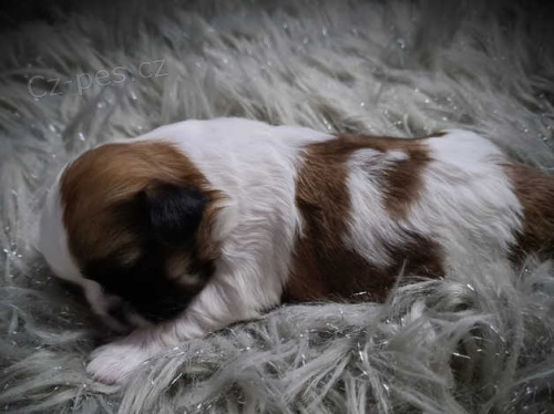 �t��ata shih tzu