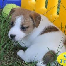 Jack Russell �t��ata