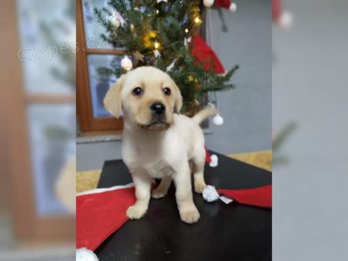 Labradorsk� retr�vr - �t���tka 