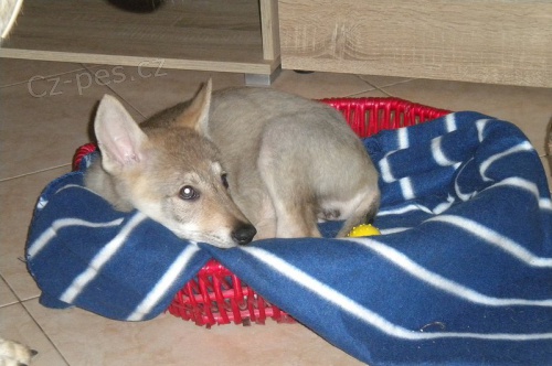 �eskoslovensk� Vl��k