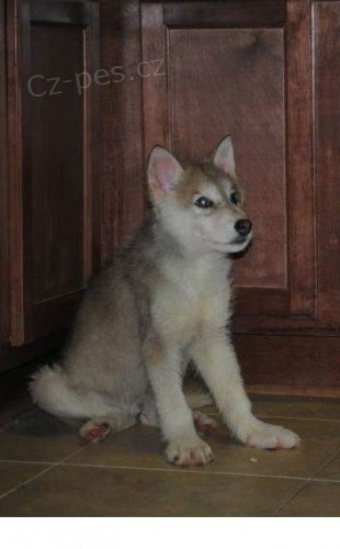 �eskoslovensk� Vl��k