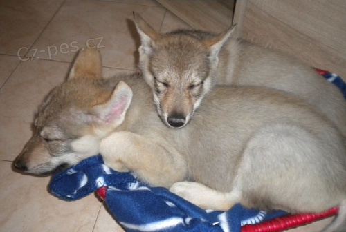 �eskoslovensk� Vl��k