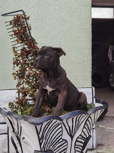 �t��ata Cane corso