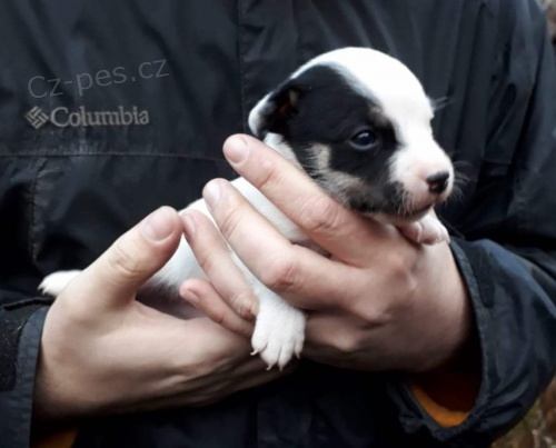 Jack russell teri�r