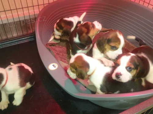 BEAGLE �T��ATA