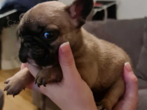 francouzsk� buldok �t��ata