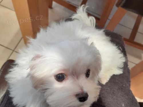 malt�zsk� �t��ata