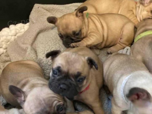 Francouzsk� buldo�ek �t��ata na prodej